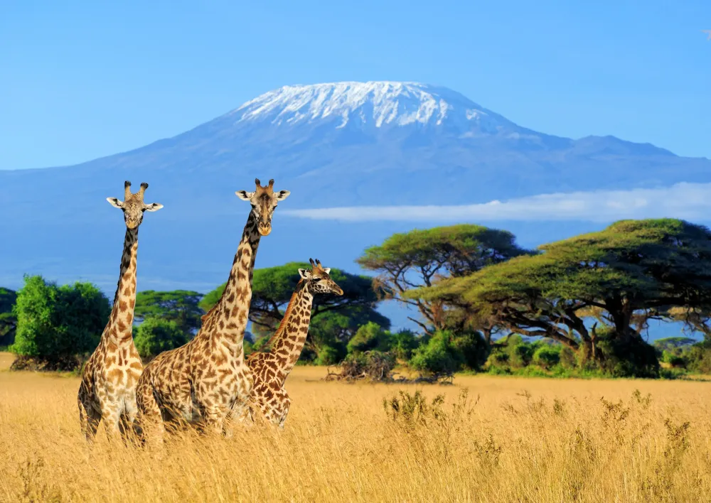 Ruka Africa