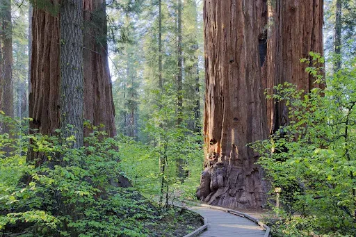 Calaveras Big Trees State Park